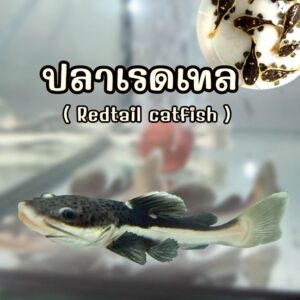 ปลาเรดเทล Redtail Catfish