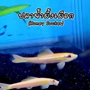 ปลาสายน้ำผึ้งทอง Honey Sucker
