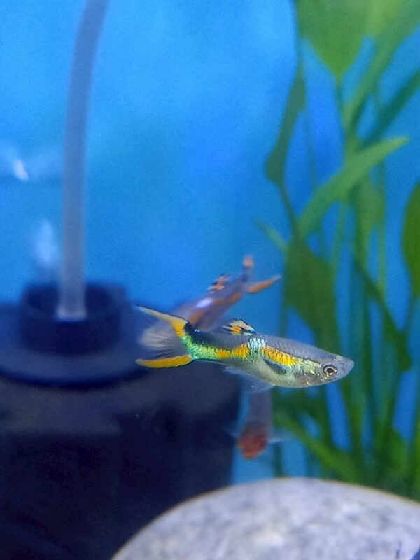 ปลาเอนเลอร์ Endler's guppy