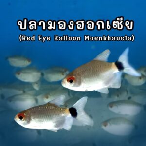 ปลามองฮอกเซีย Red Eye Balloon Moenkhausia