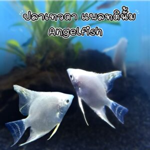 ปลาเทวดา แพทตินัม Platinum Angelfish