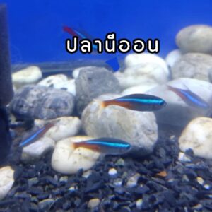 ปลานีออน Neon tetra