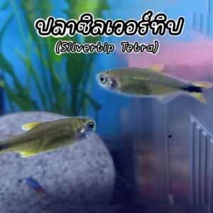 ปลาซิลเวอร์ทิป Silvertip tetra