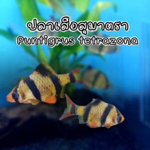 ปลาเสือสุมาตราลาย Tiger Barb