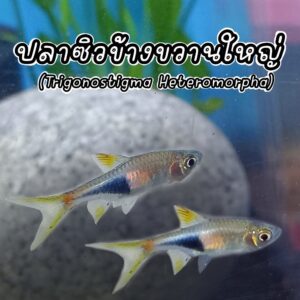 ปลาซิวข้างขวานใหญ่ Trigonostigma Heteromorpha