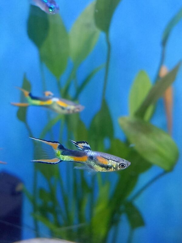 ปลาเอนเลอร์ Endler's guppy
