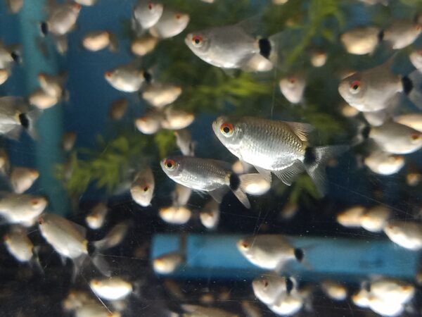 ปลามองฮอกเซีย Red Eye Balloon Moenkhausia