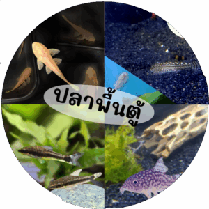 ปลาก้นตู้